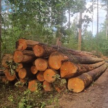 Krijn Bustraan - Hertog Hendrikpad (Netherlands)