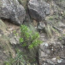 Marion Whitehead - Passes of the Upper Grose Valley