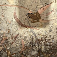 Marion Whitehead - Passes of the Upper Grose Valley