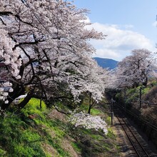 Pavel Krokovny - Tokyo Pilgrimage Trail