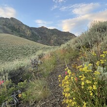 Greg Saunders - Toiyabe Crest Trail