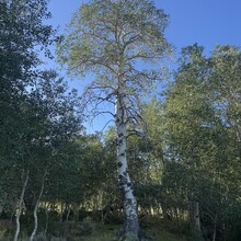 Greg Saunders - Toiyabe Crest Trail