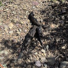 Greg Saunders - Toiyabe Crest Trail