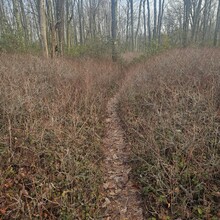 Grayce Langheine - Allegheny Front Trail (PA)