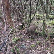 Petrus Hedman, Michael Mitchell, Ben Adams - North West Circuit, Stewart Island (NZ)