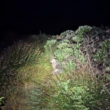 Petrus Hedman, Michael Mitchell, Ben Adams - North West Circuit, Stewart Island (NZ)