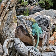 Melissa Kelley - Colorado National Monument 10 Canyon Traverse (CO)