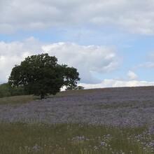 Ulrike Ostrzinski - Brett Valley Walk (United Kingdom)