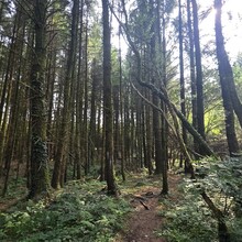 Mike Jenkins - Llwybr Coedwig Cymru Trail (UK)