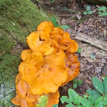 Dean Banko - MT Davis Loop (PA)