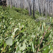 Sidney Noble - Strawberry Mountain Wilderness Traverse (OR)