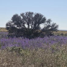 Julie Brock - Perth to Sydney