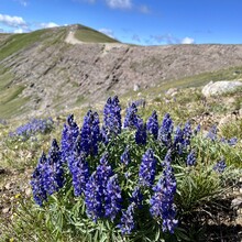 Haylee Darby - Gallatin Crest Trail (MT)