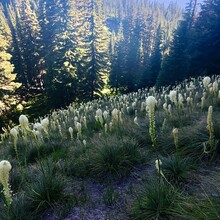 Christof Teuscher - PCT: Bridge of the Gods - Timberline Lodge (OR)