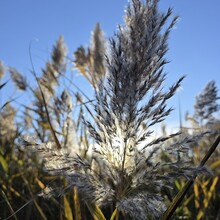 Rami Haddad, Juliana Castrillón - Blue Heron Trail (MA)