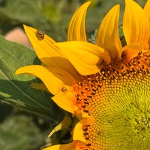 Linzi Bell - Camino Via Francigena (Canterbury to Rome )