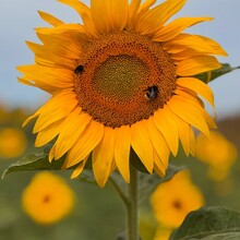 Linzi Bell - Camino Via Francigena (Canterbury to Rome )