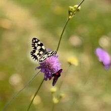 Linzi Bell - Camino Via Francigena (Canterbury to Rome )