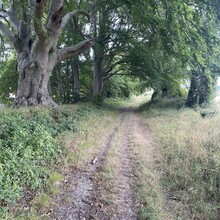 Tom Burslem - Cranborne Droves Way