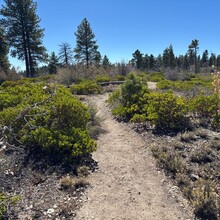 Elyse Fischer - Zion Crossing (UT)
