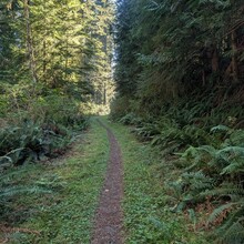 LeAna Leo, Tyler Cameron - Drift Creek Wilderness R2R2R (OR)
