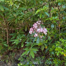 Bob Stewart - Benton MacKaye Trail (GA, TN, NC)
