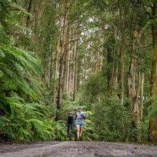 John Dutton - Bowman's Track (VIC, Australia)