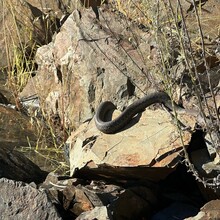 Roland Banas - Folsom Lake Perimeter (trail) (CA)