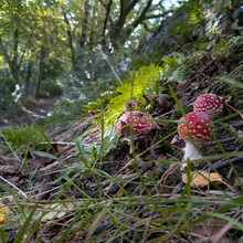 Thomas Dransfield - Calder Woodland Way