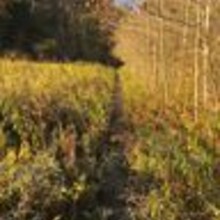 Bob Alexander - Burr Oak Backpack Trail (OH)