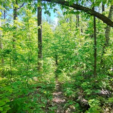 Stephen Sensoli - High Country Pathway (MI)