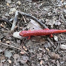 Sarah Baker - Appalachian Trail (AT)