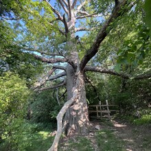 Sarah Baker - Appalachian Trail (AT)
