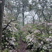 Sarah Baker - Appalachian Trail (AT)
