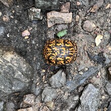 Sarah Baker - Appalachian Trail (AT)