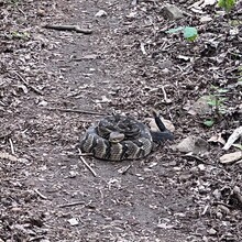 Sarah Baker - Appalachian Trail (AT)