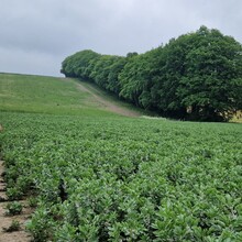 Rick Walton - North Downs Way Loop