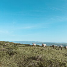 Rachael Sage, Kathryn Dzuricky - Bolinas or Bust (CA)