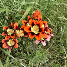 Rachael Sage, Kathryn Dzuricky - Bolinas or Bust (CA)