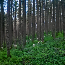 Christof Teuscher - Mt Adams to Mt Hood (WA, OR)