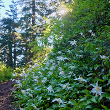 Christof Teuscher - Mt Adams to Mt Hood (WA, OR)