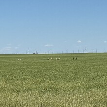 Monica Monroe - OK Panhandle