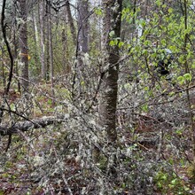 Michael Garneau, Justin Langevin - Ottawa-Temiskaming Highland Trail (ON, Canada)