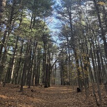 Rami Haddad, Juliana Castrillón - Skyline Trail, Middlesex Fells (MA)