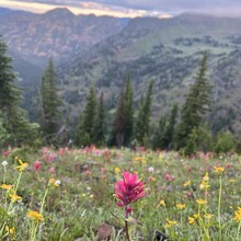 Haylee Darby - Gallatin Crest Trail (MT)