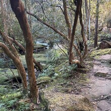 Andrew Scott - Harbour to Hawkesbury Track