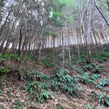 Megan Lacey, Christof Teuscher - Corvallis-to-Sea-Trail (OR)