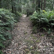 Rachel Van Middeldyk - Great North Walk