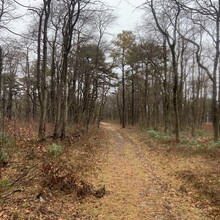 Andrew Piotrowski - Appalachian Trail through Michaux State Forest (PA)