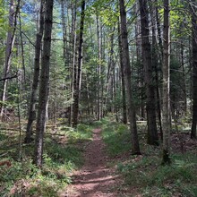 Amanda Hughes - Mason Tract Pathway (MI)